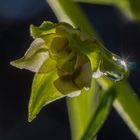 Blüte der breitblättrigen Stendelwurz