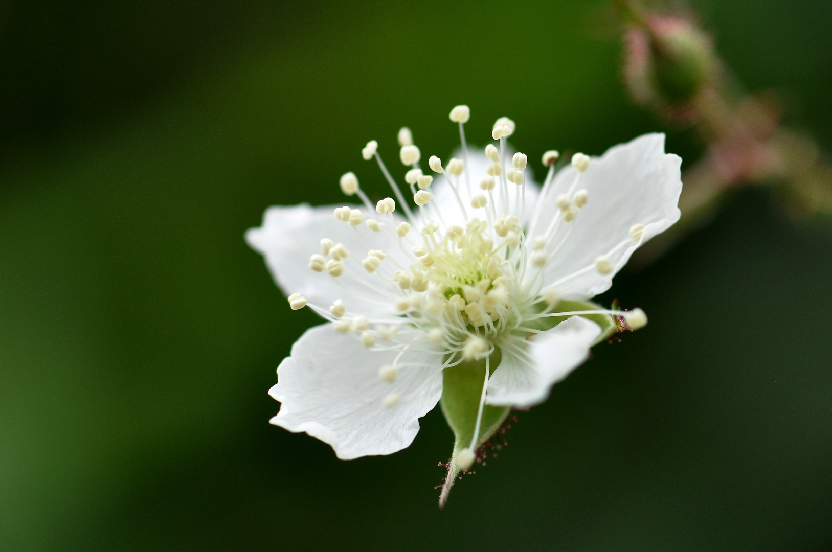 Blute Der Brombeere Foto Bild Pflanzen Pilze Flechten