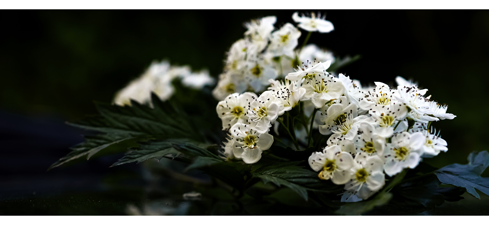 Blüte der Brombeere