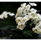 Blüte der Brombeere