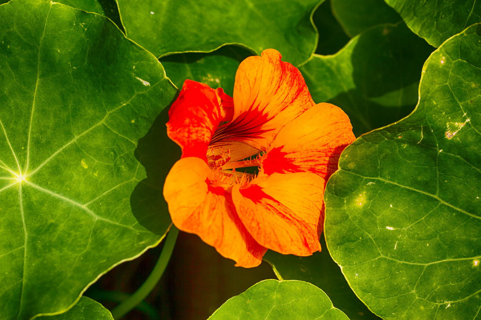 Blüte der Brunnenkresse