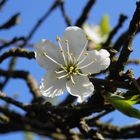 Blüte der Bühler Frühzwetschge (Prunus domestica)