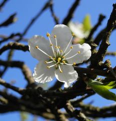 Blüte der Bühler Frühzwetschge (Prunus domestica)
