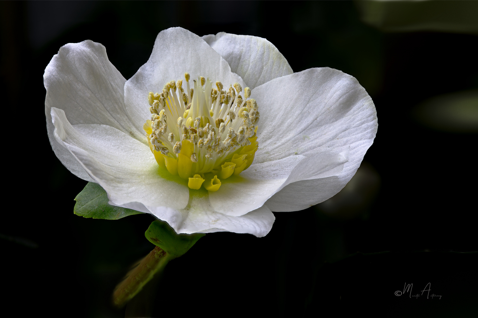 Blüte der Christrose