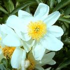 Blüte der Christrose