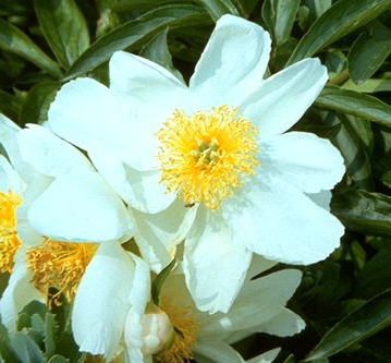 Blüte der Christrose