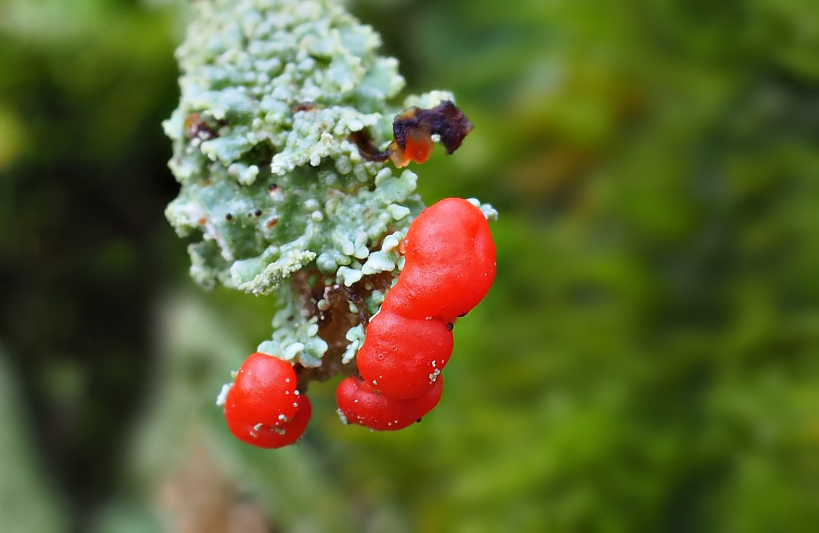 "Blüte" der Cladonia-Flechte