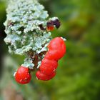 "Blüte" der Cladonia-Flechte