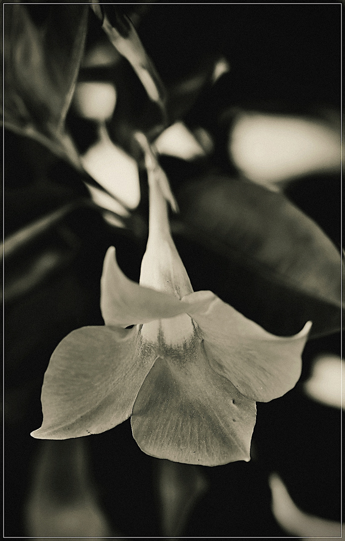 Blüte der Dipladenia 