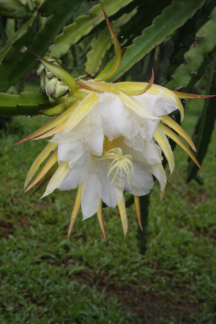 Blüte der Drachenfrucht