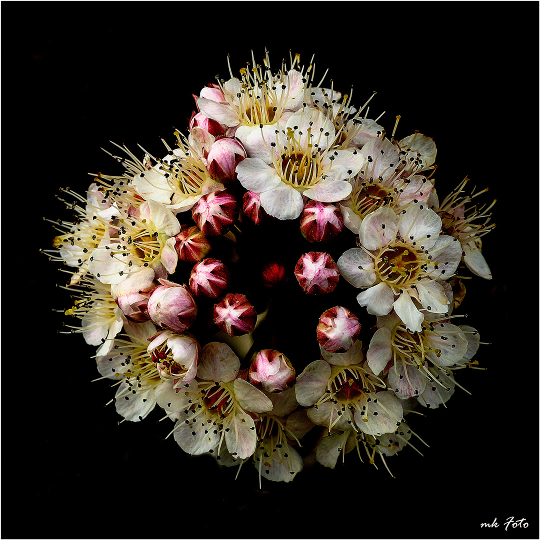 Blüte der dunkelroten Blasenspiere
