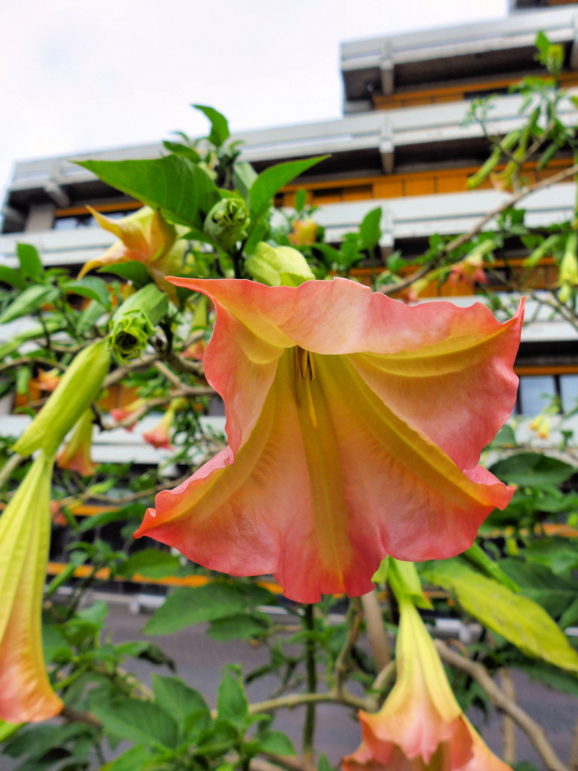 Blüte der Engesltrompete