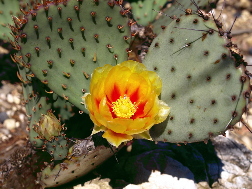 Blüte der Feigenkakteen