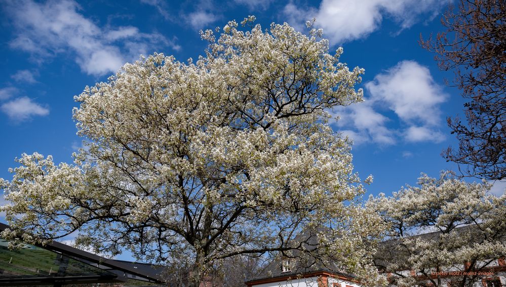 Blüte der Felsenbirnen - Mainz | April 2023