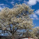 Blüte der Felsenbirnen - Mainz | April 2023