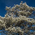 Blüte der Felsenbirnen - Romano-Guardini-Platz (2) | Mainz, März 2024