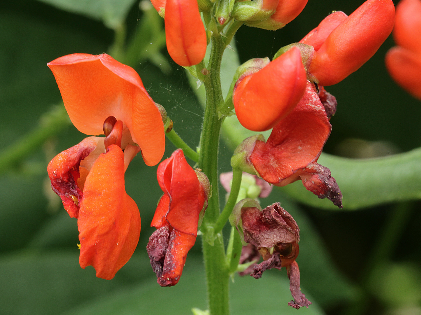 Blüte der Feuerbohne