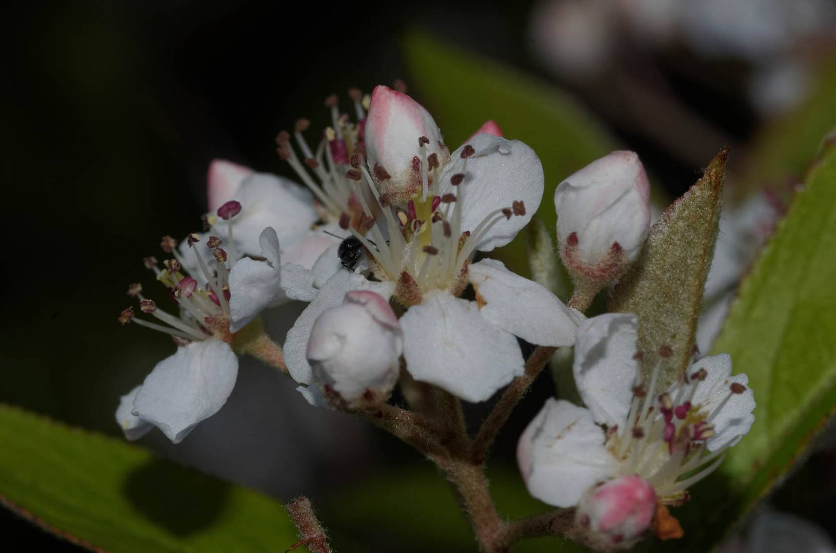 Blüte der Filzigen Apfelbeere