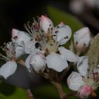 Blüte der Filzigen Apfelbeere