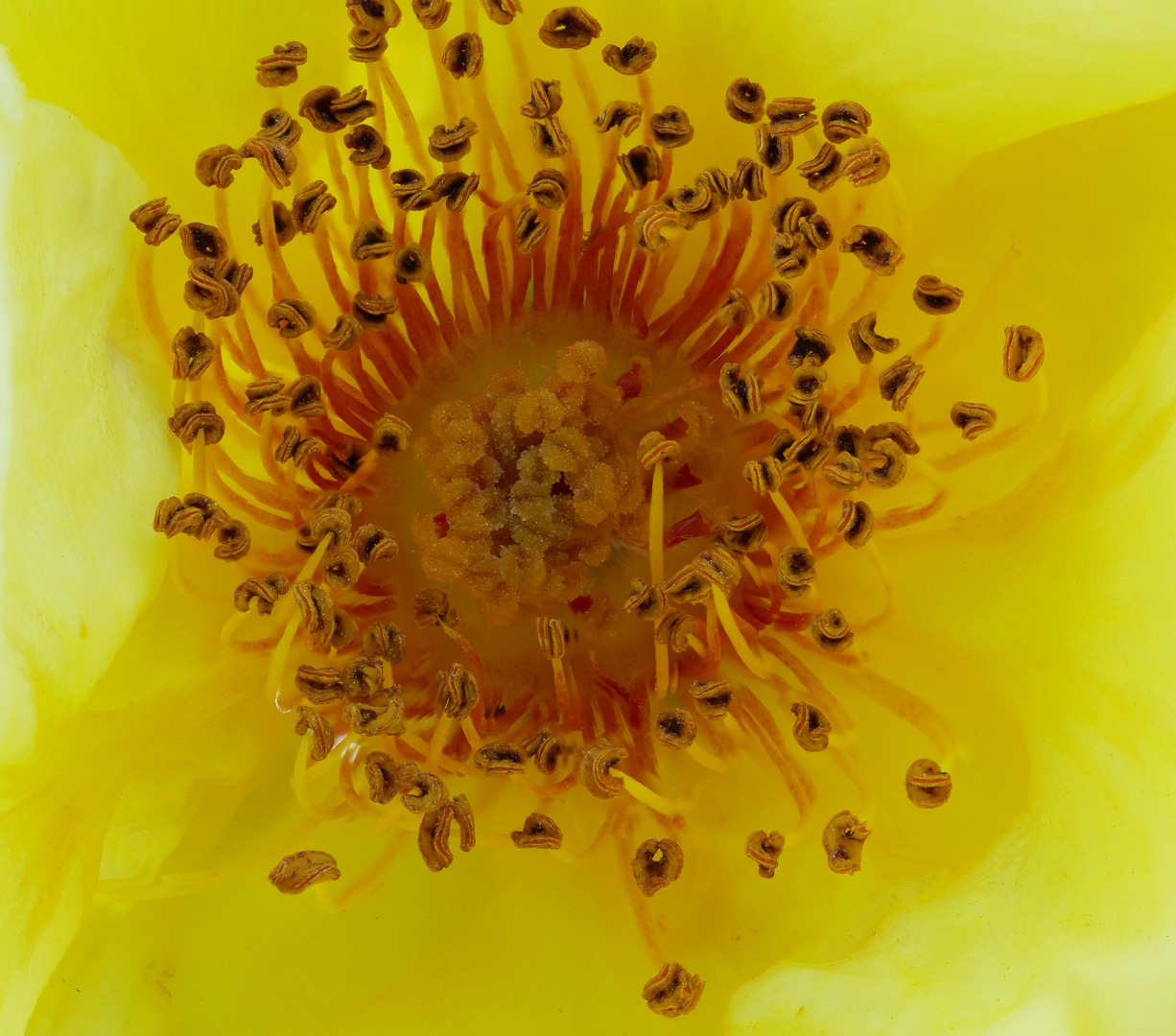 Blüte der Gartenrose