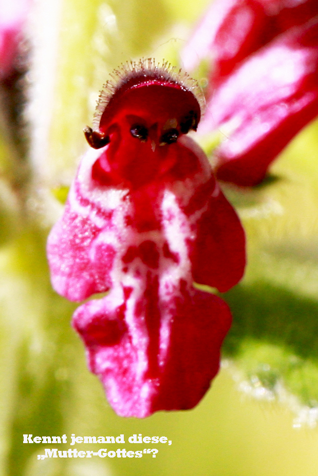 Blüte der Gehörlosennessel(Taubnessel)---leider keine Taubnessel!!!!