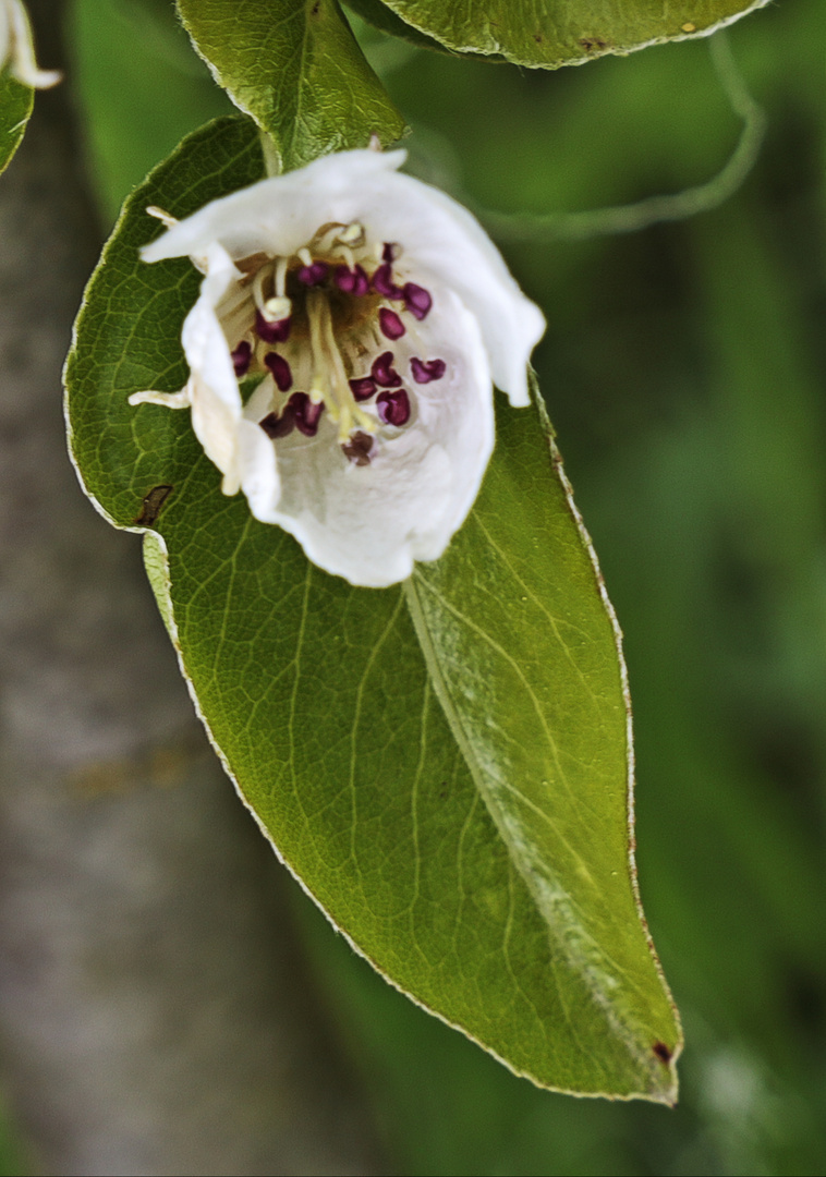 Blüte der Geishirtle Birne