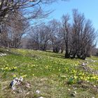 Blüte der Gelben Narzissen