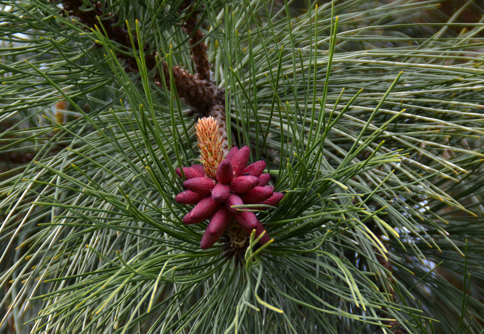 Blüte der Gelbkiefer