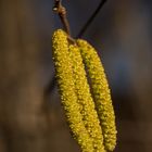 Blüte der Gemeinen Hasel