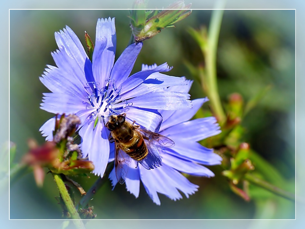 Blüte der Gemeinen Wegwarte, . . .