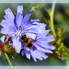 Blüte der Gemeinen Wegwarte, . . .