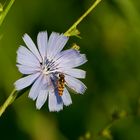 Blüte der Gemeinen Wegwarte mit Zugabe