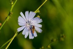 Blüte der Gemeinen Wegwarte mit Zugabe