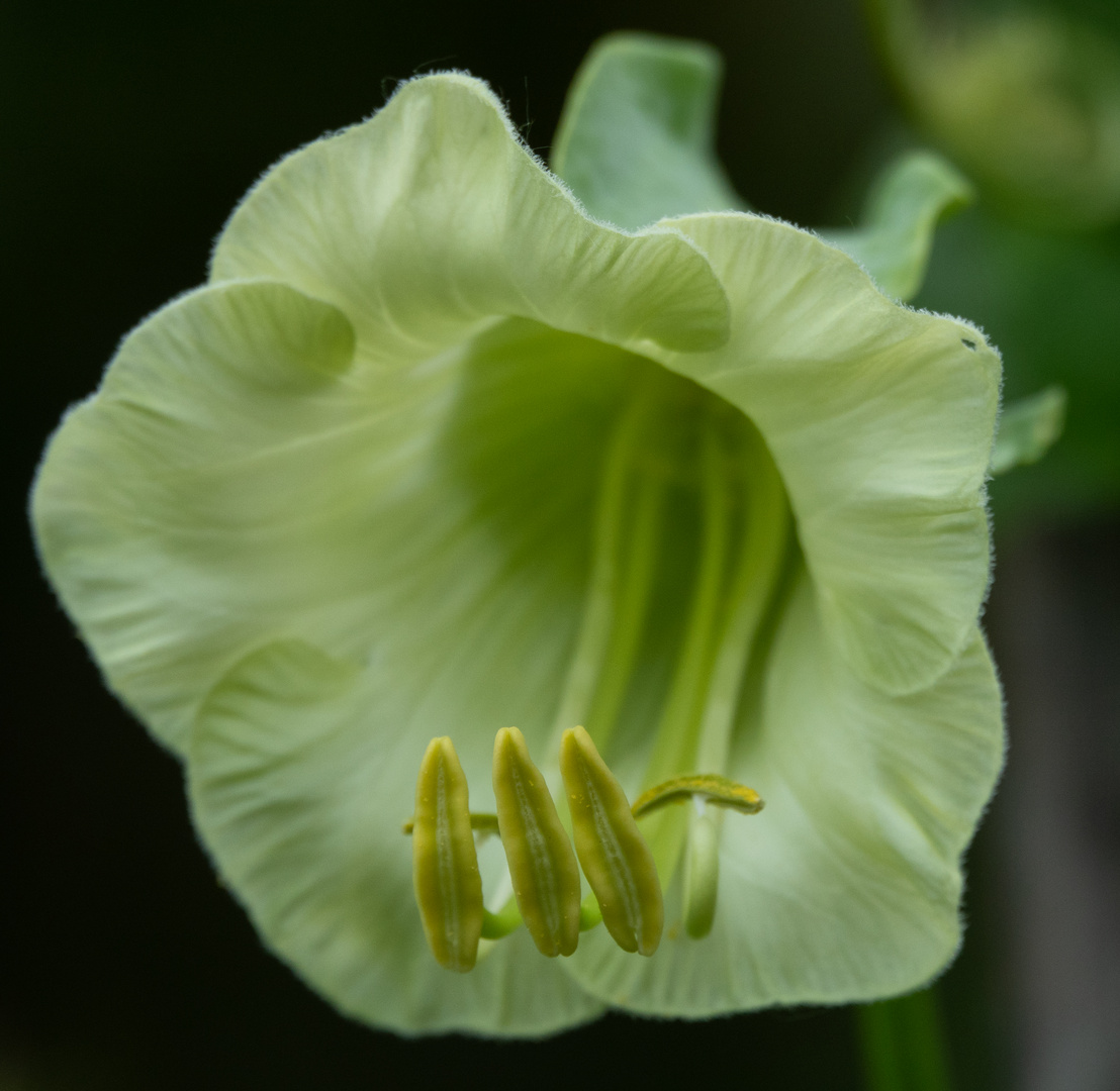 Blüte der Glockenrebe