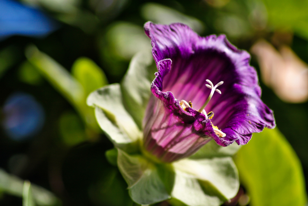 Blüte der Glockenrebe