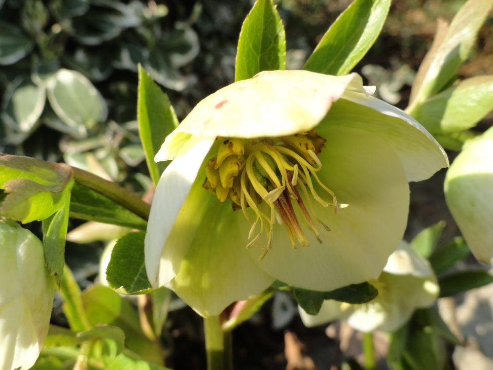 Blüte der Grünen Nieswurz