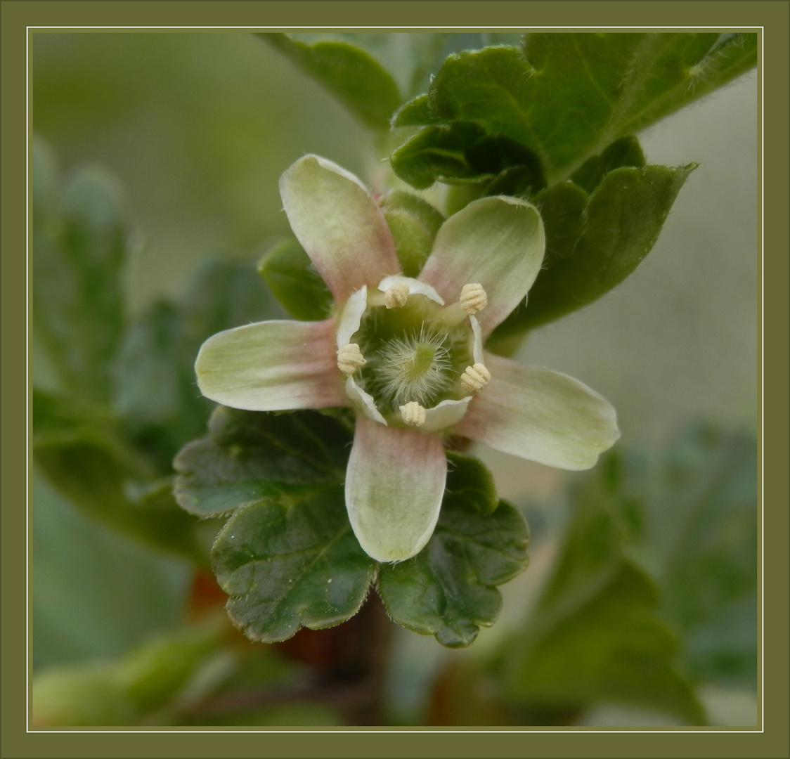 Blüte der grünen Stachelbeere (Ribes uva-crispa) 'Invicta'