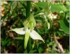 Blüte der Grünlichen Waldhyazinthe...