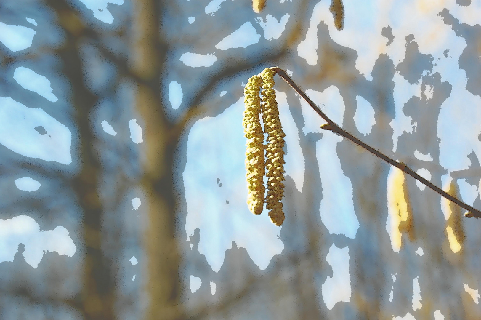 Blüte der Haselnuss