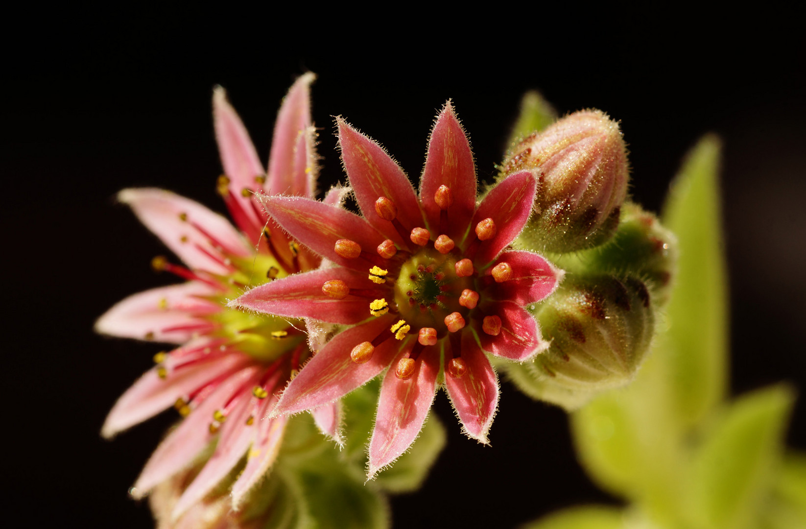 Blüte der Hauswurzen (Sempervivum).