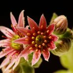 Blüte der Hauswurzen (Sempervivum).