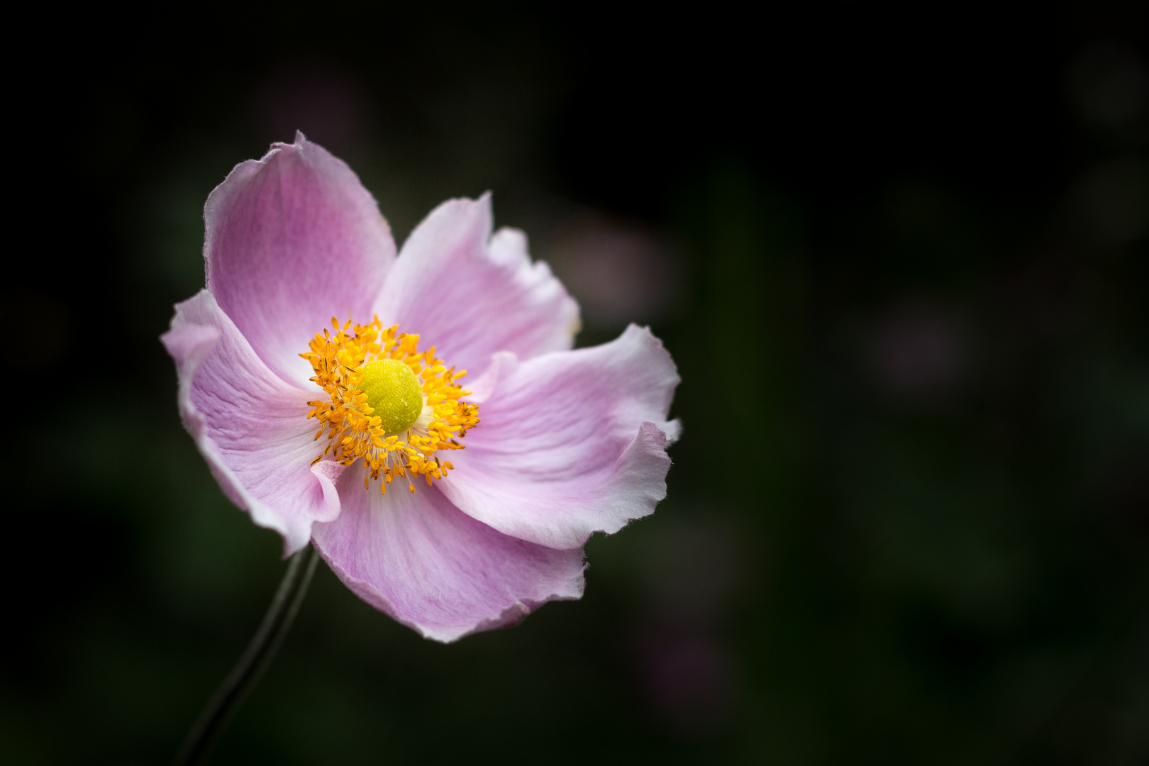 Blüte der Herbstanemone