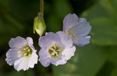 Blüte der Himmelsleiter