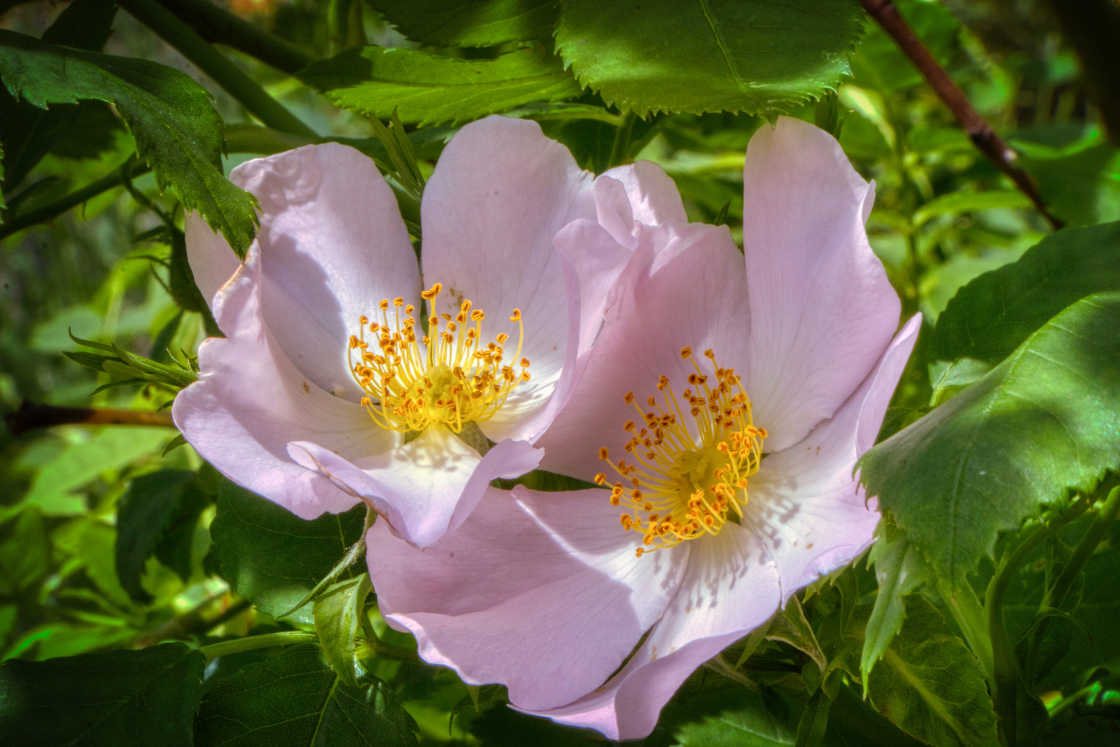 Blüte der Hundsrose.