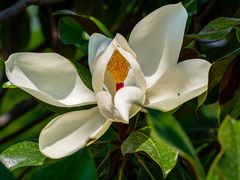 blüte der immergrünen...