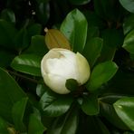 Blüte der immergrünen Magnolie (Magnolia grandiflora)