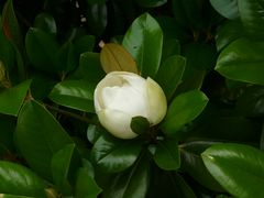 Blüte der immergrünen Magnolie (Magnolia grandiflora)