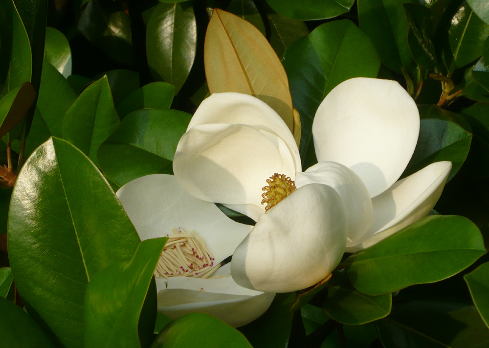 Blüte der immergrünen Magnolie vor meinem Balkon einen Tag später