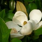 Blüte der immergrünen Magnolie vor meinem Balkon einen Tag später