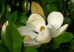 Blüte der immergrünen Magnolie vor meinem Balkon einen Tag später